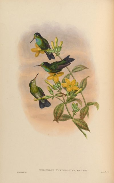 Heliodoxa xanthogonys door John Gould